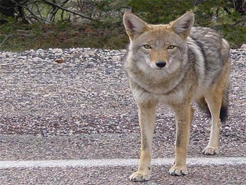 Coyote.jpg